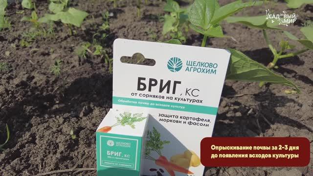 Борьба с сорняками на посадках картофеля, моркови, фасоли