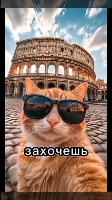 Кошачий лайф
