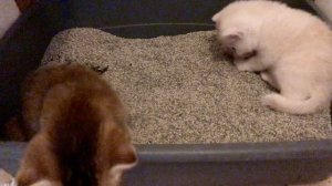 Котята освоили лоток для туалета. Котятам 29 дней.