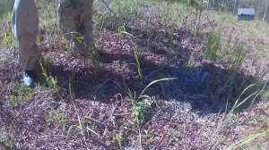 Сбор папоротника Орляк на Сахалине июнь 2022|#сезонконтентаRUTUBE