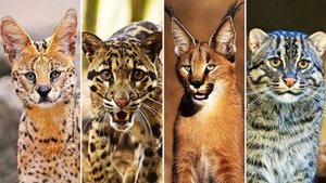 Как дикие кошки стали домашними