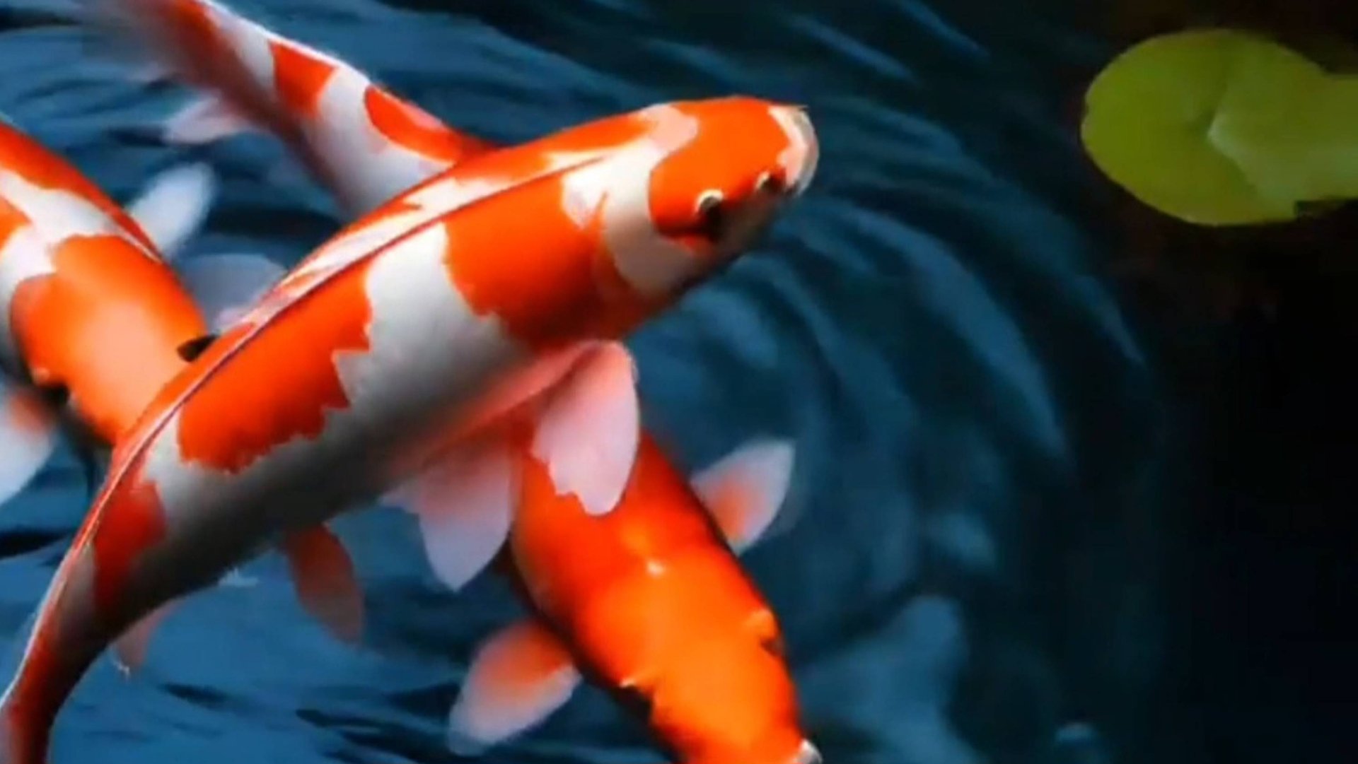 Японские карпы 🐟 🐟 🐟 Эстетика. АСМР. ASMR. Антистресс 💫 смотреть онлайн