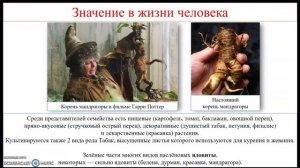 Урок. Семейства класса двудольные