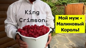 Муж - Малиновый рекордсмен! Наш урожай 14 июля
