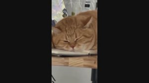 Смешные Коты #21