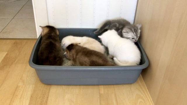 Котята кошки Кайли осваивают лоток с наполнителем.