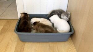 Котята кошки Кайли осваивают лоток с наполнителем.
