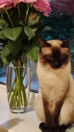 Кот на паспорт😄
