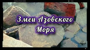 Змеи Азовского моря