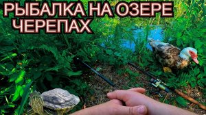 РЫБАЛКА НА ЛЕСНОМ ОЗЕРЕ - ЧЕРЕПАХИ НА ПОПЛАВОЧНУЮ УДОЧКУ