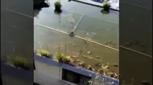 Рыба где ? На крыше !
