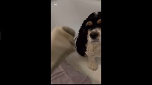 секретное видео Чарли и цыганка (отрывок)