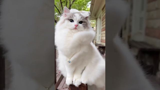 Beautiful cats / Красивые котики и кошки