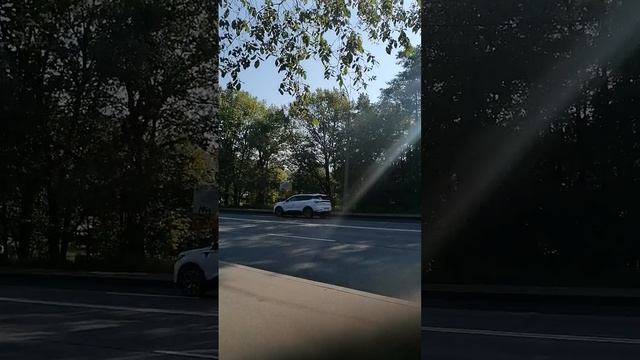 У дороги чибис