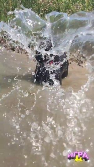 Смешные прыжки и укусы воды – MUST SEE! 🌊🐶 #спаниель #кусает #укус #прыгает #вода #игра #купается #б