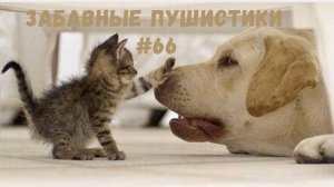 Я РЖАЛ ДО СЛЕЗ 😹 СМЕШНЫЕ КОШКИ И СОБАКИ  СМЕШНЫЕ ЖИВОТНЫЕ 2025 😹 ЛУЧШИЕ ПРИКОЛЫ #66