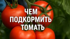 🍅 ЧЕМ ПОДКОРМИТЬ ТОМАТЫ, ЧТОБЫ ОНИ БЫСТРО СОЗРЕЛИ? 💥 Лучшие подкормки для красных плодов