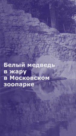 Белый медведь в жару в Московском зоопарке