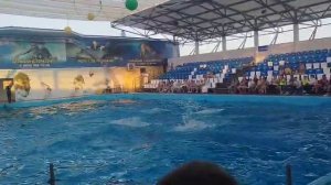 Почему стоит посетить дельфинарий в Голубицкой