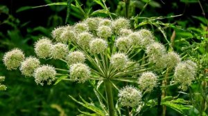 Тладианта сомнительная и другие цветочки - для души