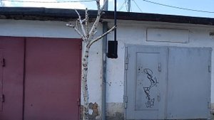 Почему нельзя спиливать березу.