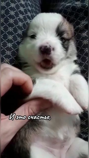 Щеночек