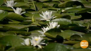 Нарву цветов. И подарю букет... А каких цветов? Доброе утро. Фрагмент выпуска от 14.07.2025