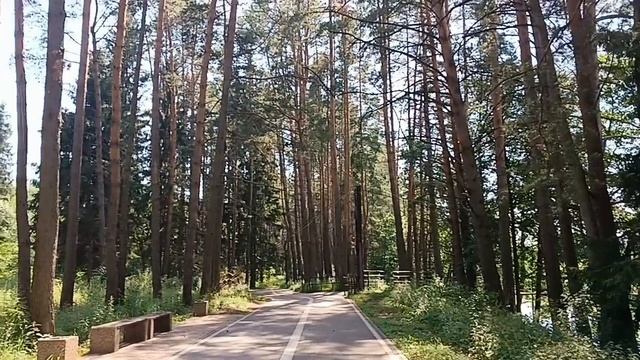 интересный жук лес природа
