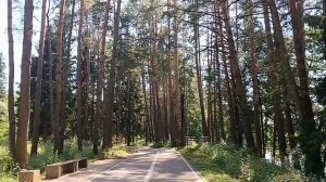 интересный жук лес природа