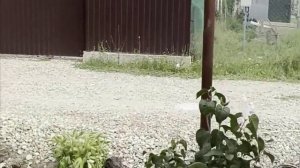 Забор из металлопрофиля на фундаментной ленте под ключ.