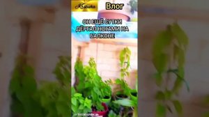Влог/он еще сутки дергал ногами на балконе