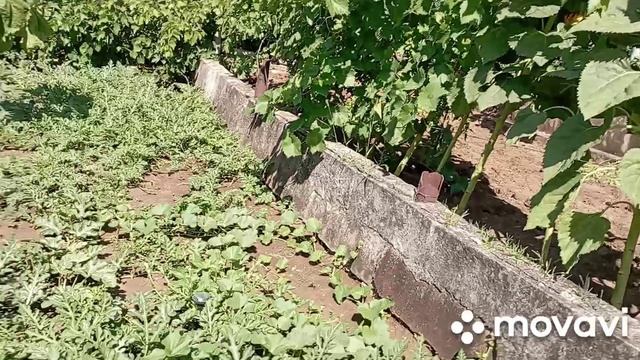 /дача в середине июля/что выросло/цветы/подсолнухи/баштан/