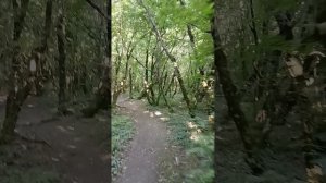 Интересно закручиные деревья в парке на Чёрном море в Архипо-Осиповке
