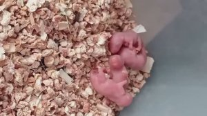 Малышам песчанки около суток