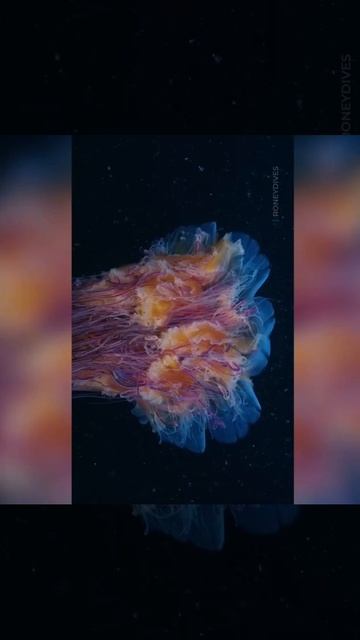 Эта медуза ДЛИННЕЕ синего кита! Львиная грива — скрытый гигант океана