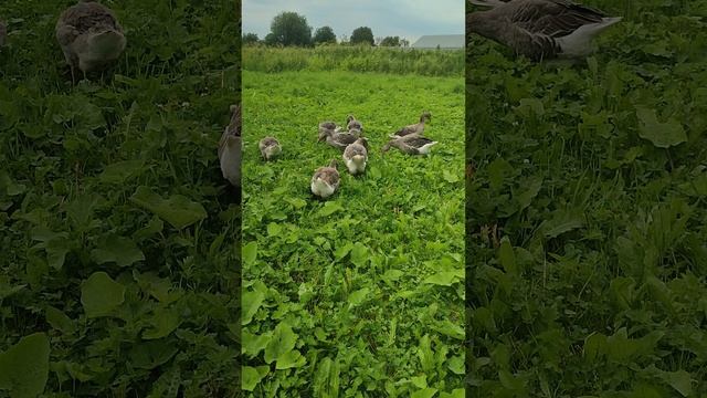 Гусь🪿 водоплавающая птица! Купите надувной бассейн, он стоит недорого! Ответ на комментарий 💬 🤔
