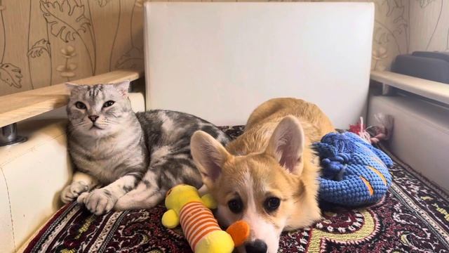Обзор на моего котика и корги
