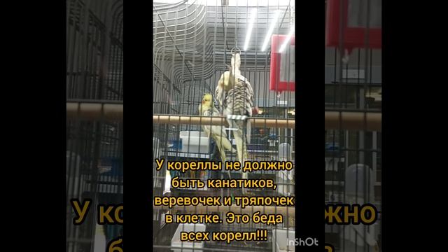 Основные ошибки зоомагазинов при содержании птиц. 07.2025