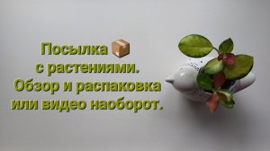 330. ЦВЕТЫ: Посылка 📦 с растениями. Обзор и распаковка или видео наоборот.