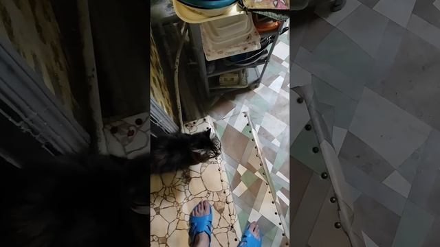 Ужин с Мамой КРЕВЕТКИ#мамаидчь#еда#влог#лерахаас