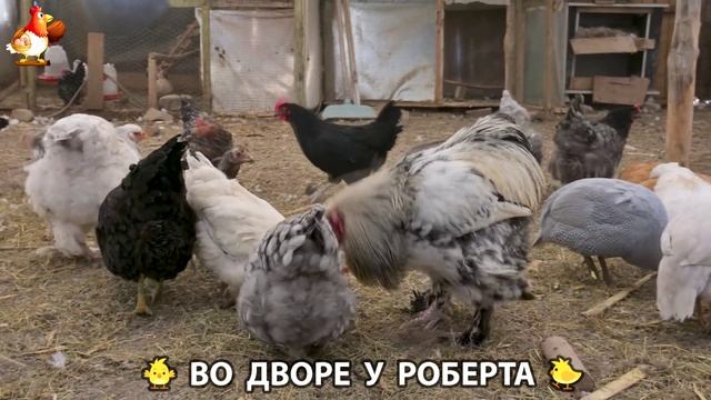 Содержание кур в домашних условиях и других птиц во дворе у Роберта 🐣🐤🦆🐔🪿🦃 (50)