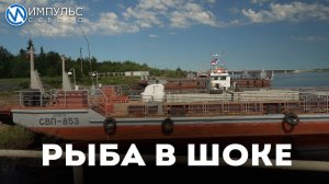 Рыба в шоке