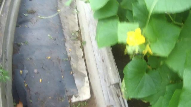 ДАЧНЫЙ СЕЗОН. ИЮЛЬ 14