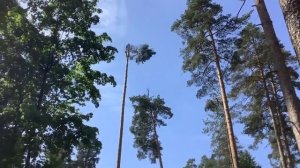 Удаление деревьев частями - LiWood