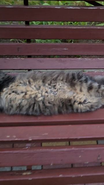южные коты