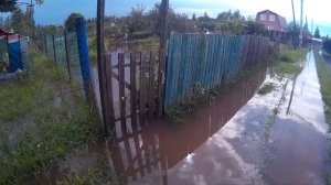 Караси в огороде. Как дожди нас заливали этим летом.