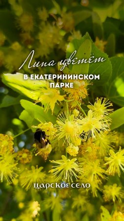 Липа цветёт в Екатерининском парке