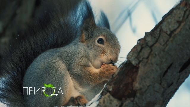 Обыкновенная белка, Sciurus vulgaris