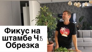 Фикус на штамбе Часть 15 Обрезка