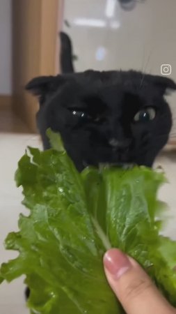 Black cats / Черные котики для отличного настроения